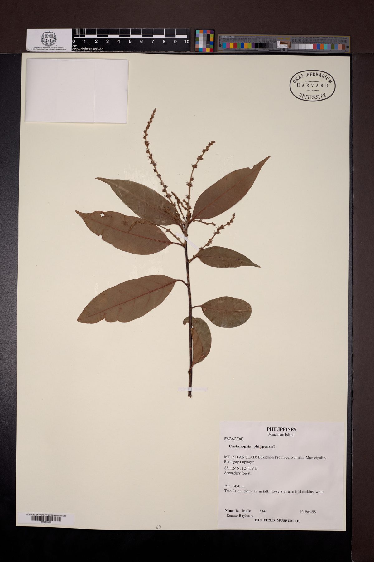 Castanopsis philipensis
