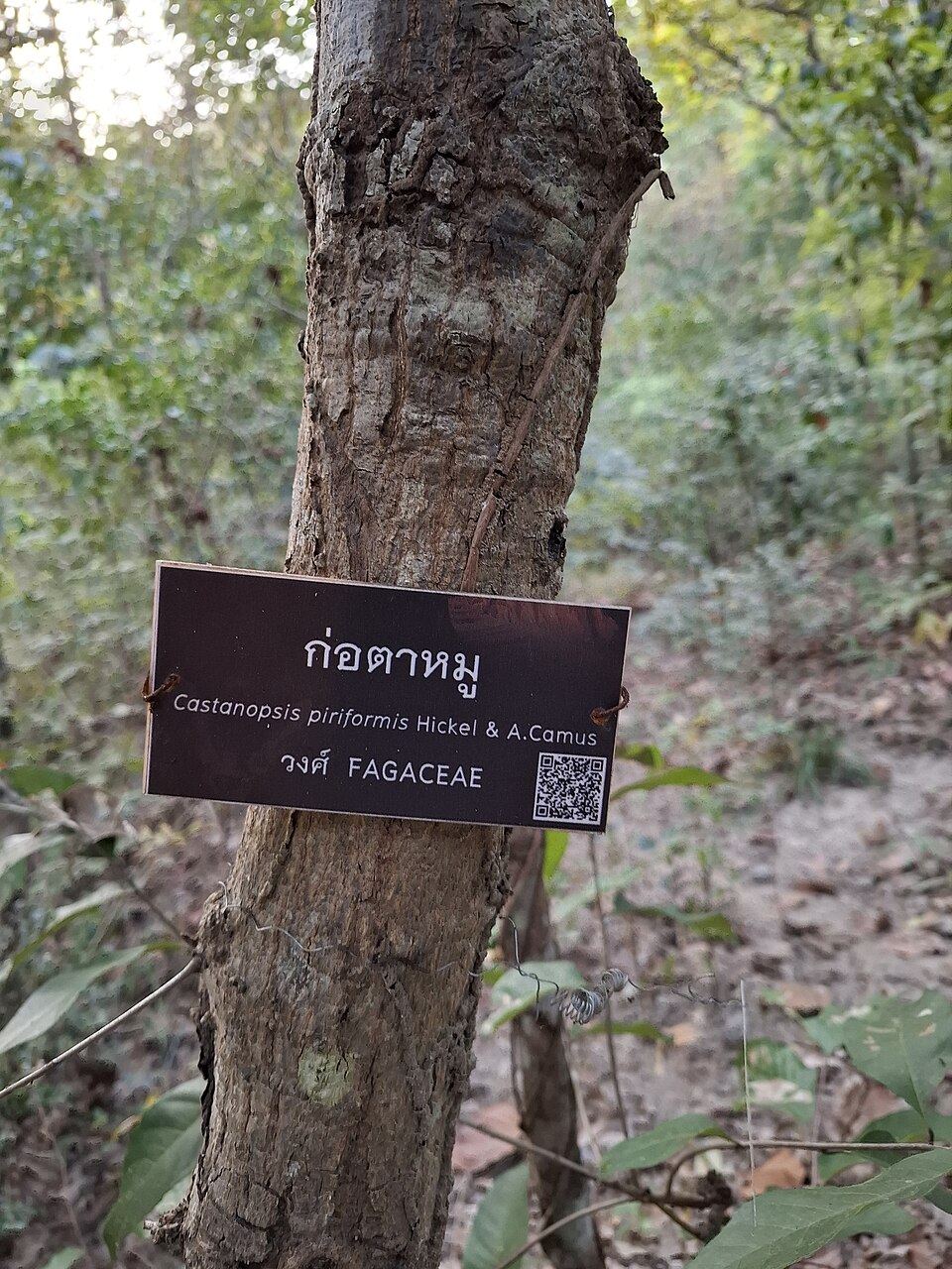 Castanopsis piriformis — photo
