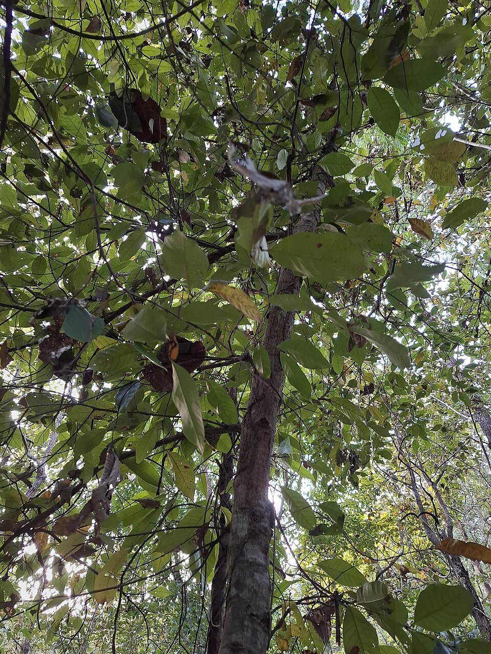 Castanopsis piriformis