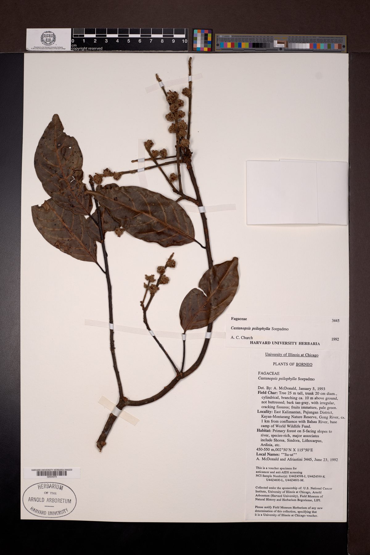 Castanopsis psilophylla — photo