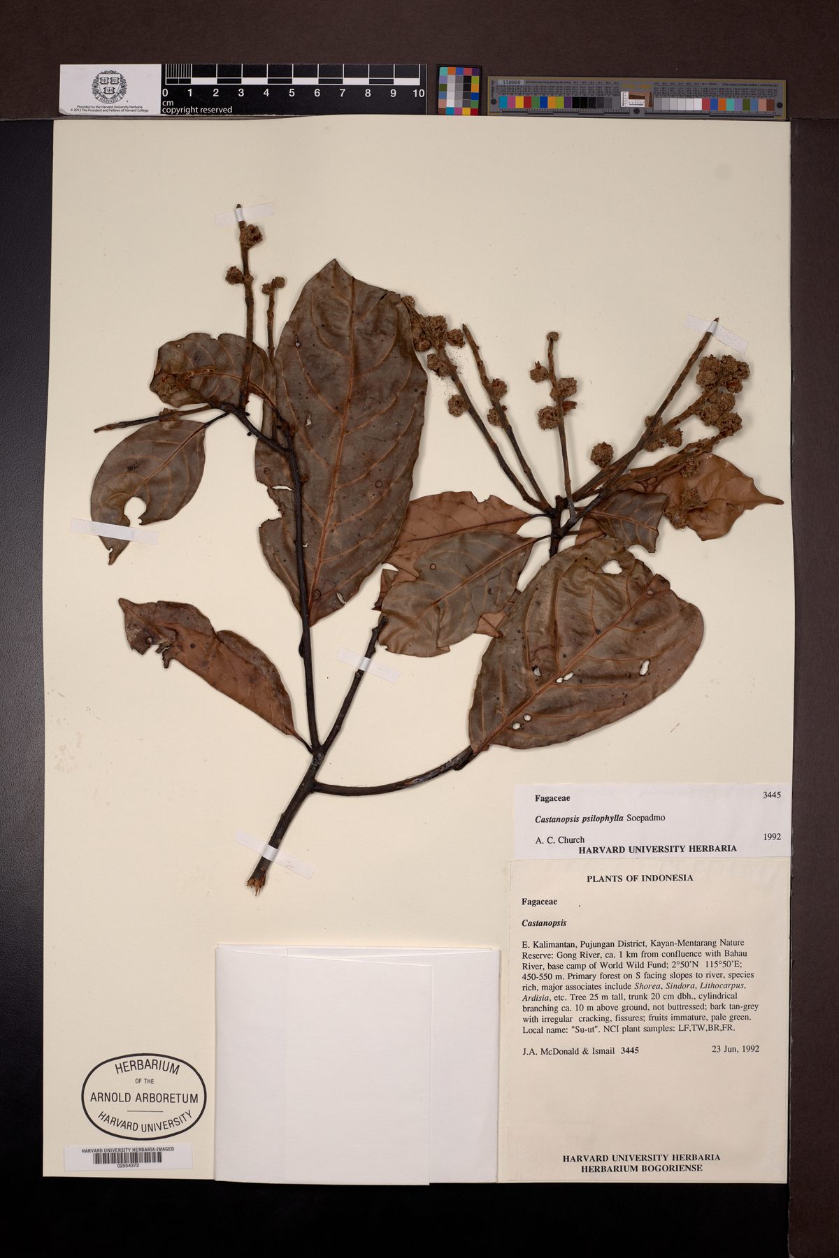 Castanopsis psilophylla — photo