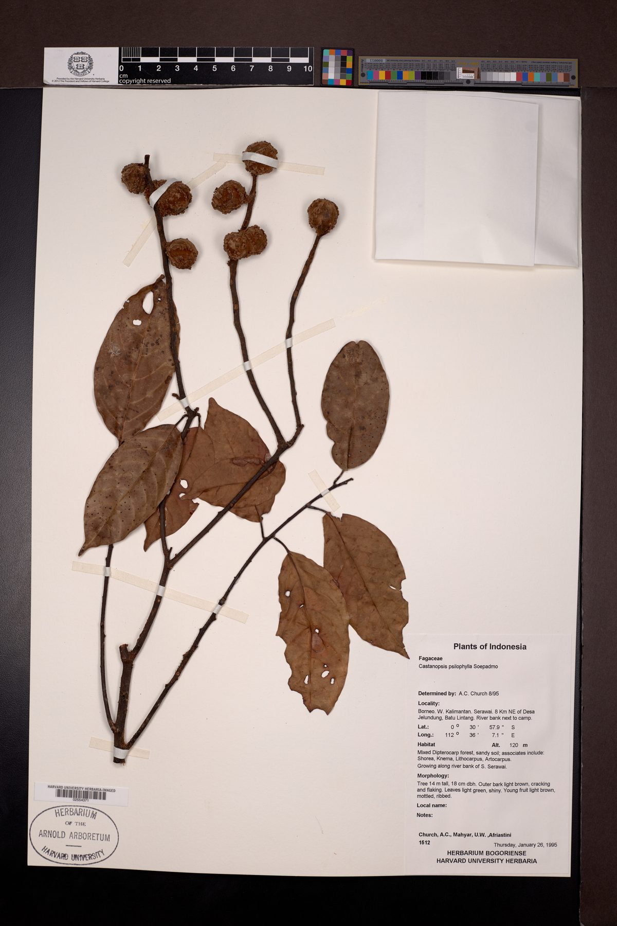 Castanopsis psilophylla