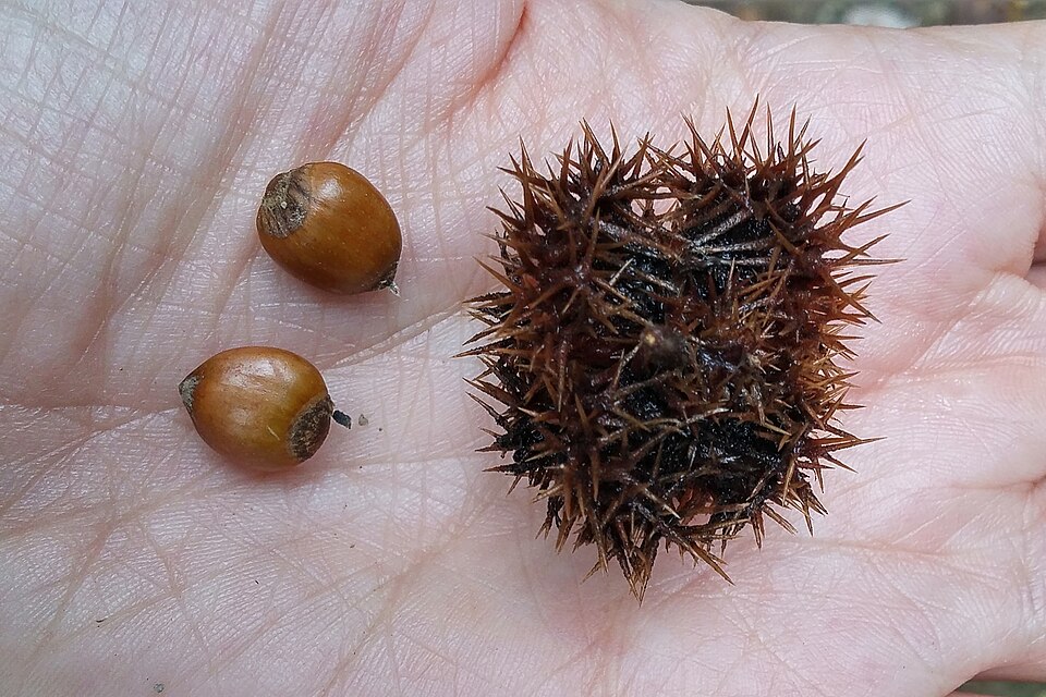Castanopsis purpurella — photo