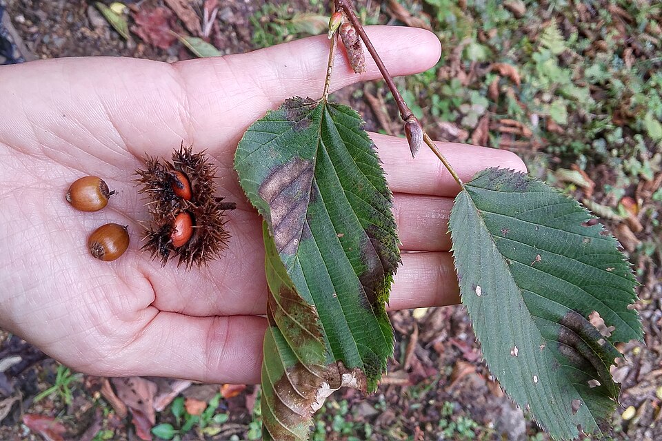 Castanopsis purpurella