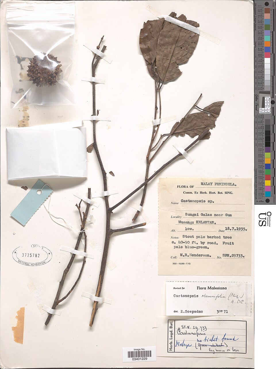 Castanopsis rhamnifolia