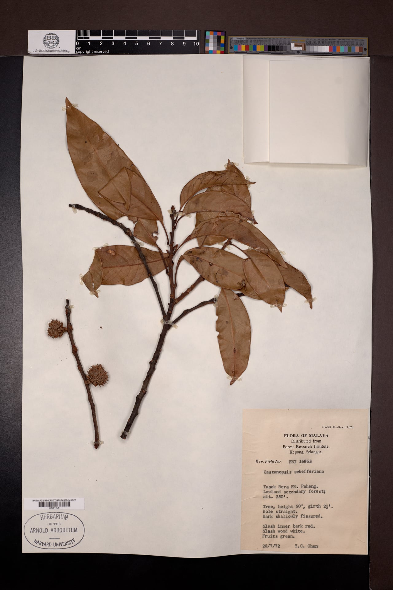 Castanopsis schefferiana (Malayan chestnut) — photo