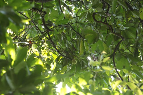 Castanopsis schefferiana