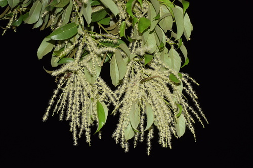 Castanopsis sclerophylla (Bitter chestnut) — photo
