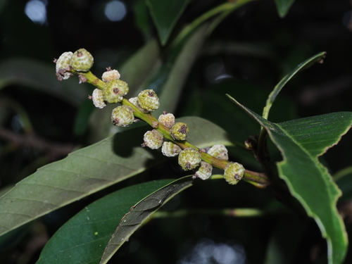 Castanopsis sclerophylla (Bitter chestnut) — photo