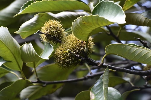 Castanopsis tibetana