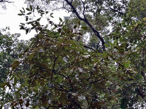 Castanopsis tribuloides (Hill chestnut) — photo