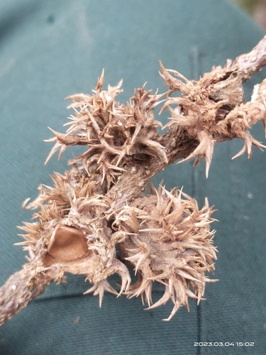 Castanopsis tribuloides (Hill chestnut) — photo