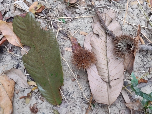 Castanopsis tribuloides