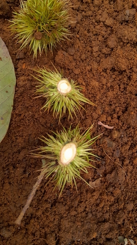 Castanopsis tungurrut (Berangan tree) — photo