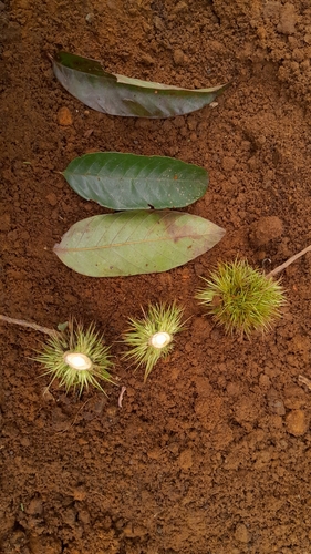 Castanopsis tungurrut