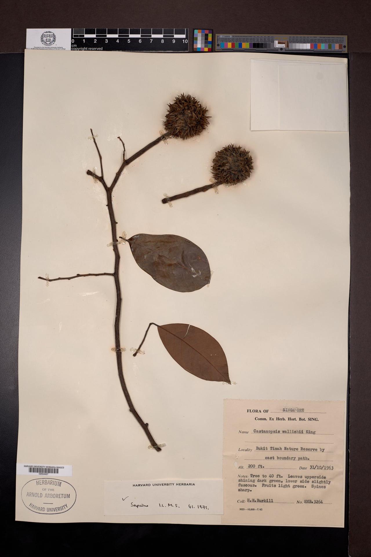 Castanopsis wallichii — photo