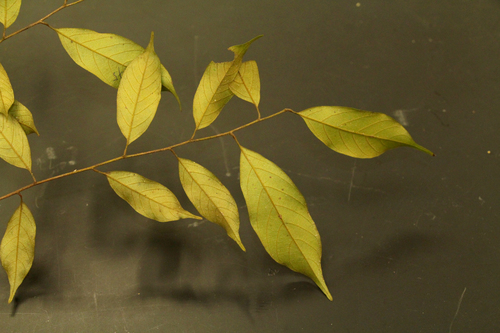 Castanopsis wallichii