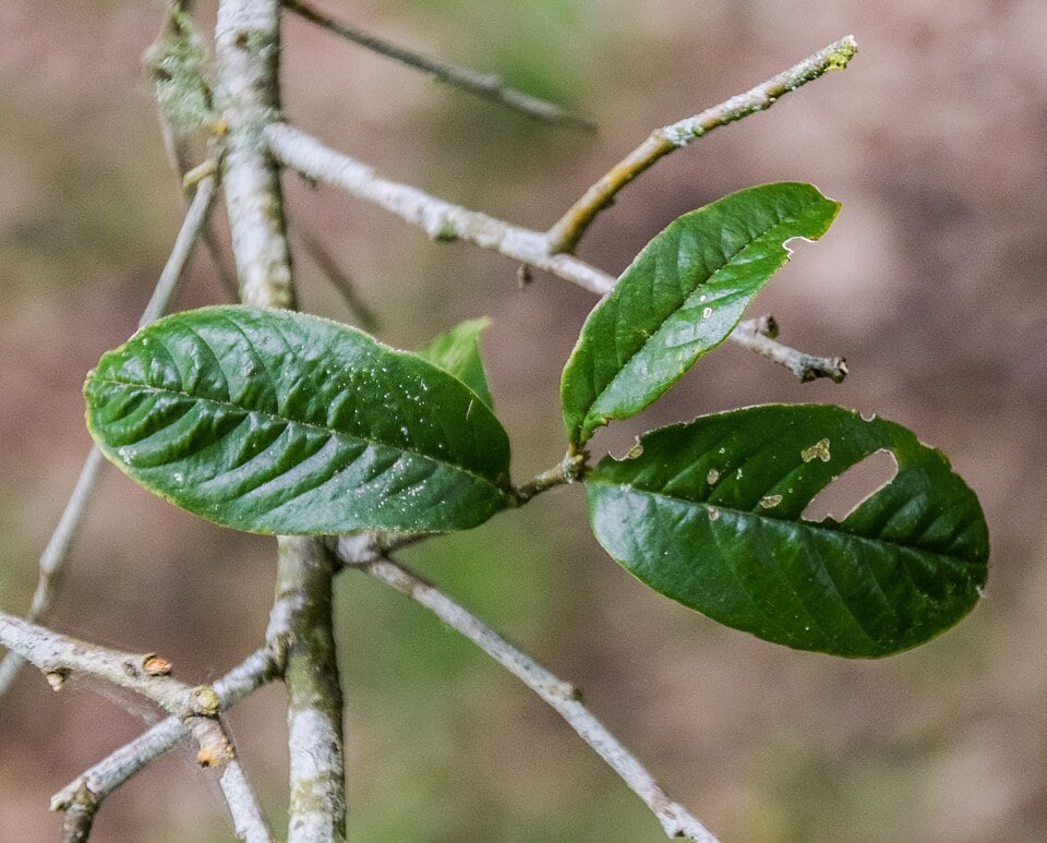 Castanopsis wattii — photo