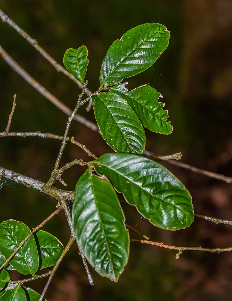 Castanopsis wattii