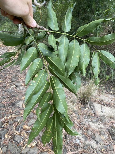 Castanospermum australe (Moreton Bay Chestnut) — photo