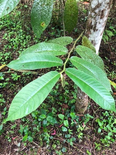 Castilla elastica (Panama rubber tree) — photo