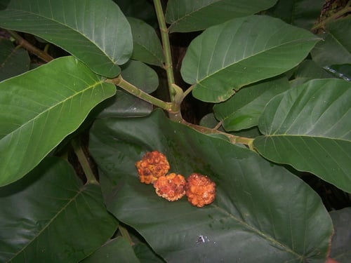 Castilla elastica