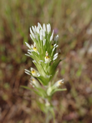 Castilleja attenuata (Attentuate indian paintbrush) — photo