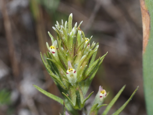 Castilleja attenuata (Attentuate indian paintbrush) — photo
