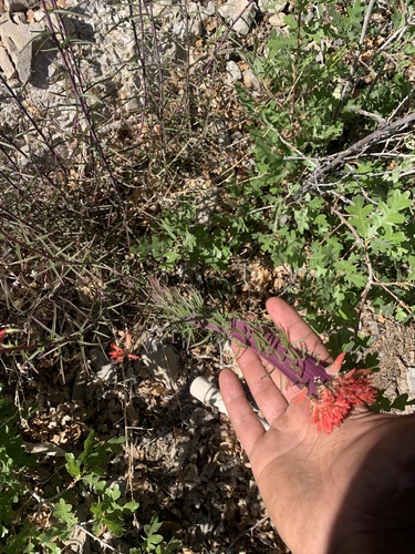 Castilleja linariifolia (Wyoming paintbrush) — photo