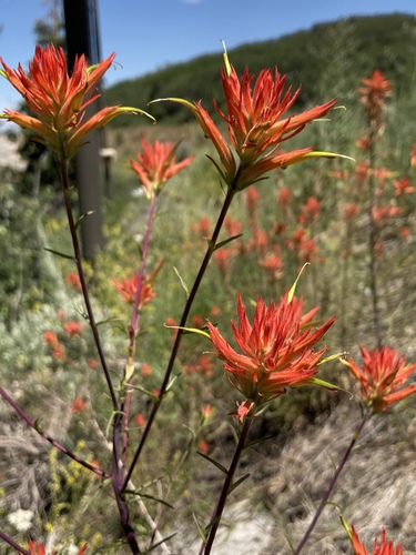 Castilleja linariifolia