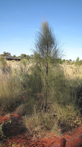 Casuarina decaisneana (Desert Oak) — photo