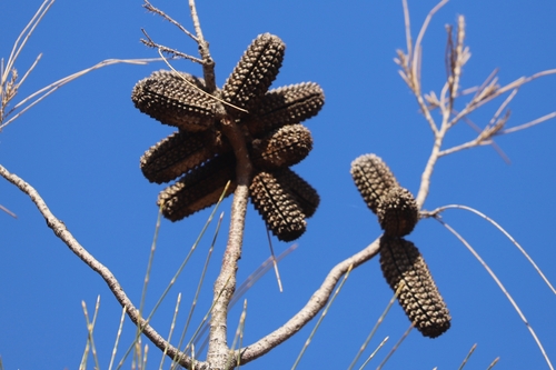 Casuarina decaisneana (Desert Oak) — photo