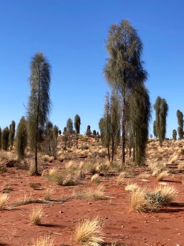 Casuarina decaisneana