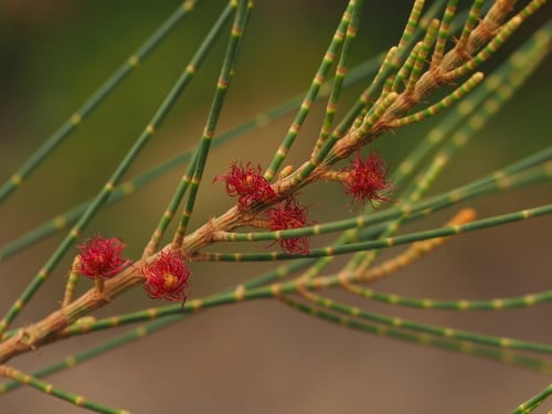 Casuarina equisetifolia (She oak) — photo