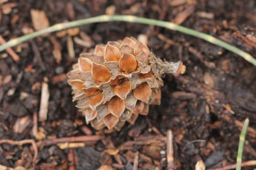 Casuarina equisetifolia (She oak) — photo
