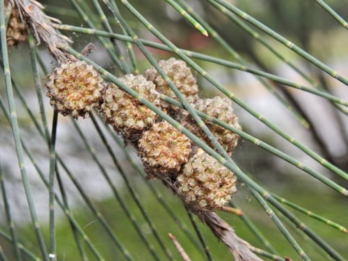 Casuarina equisetifolia