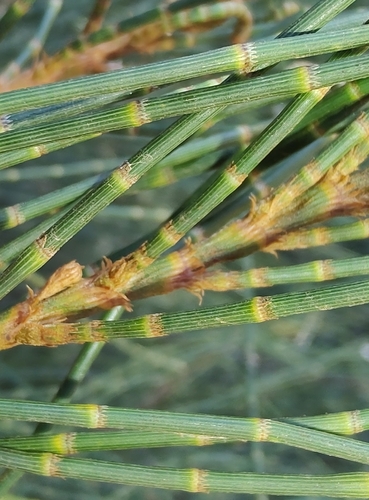 Casuarina glauca (Swamp sheoak) — photo