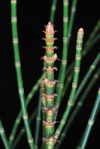 Casuarina glauca (Swamp sheoak) — photo