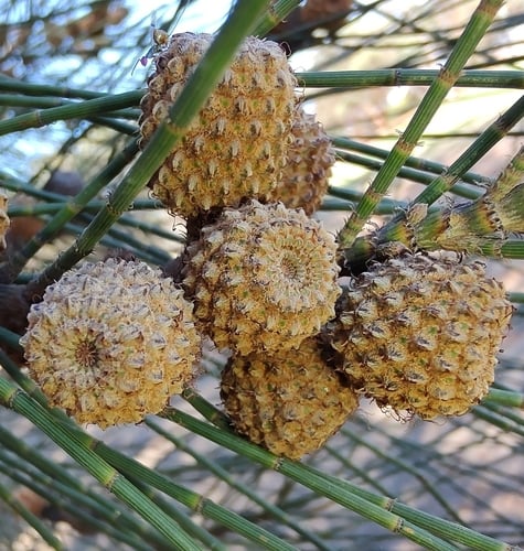 Casuarina glauca
