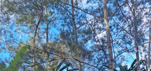Casuarina oligodon