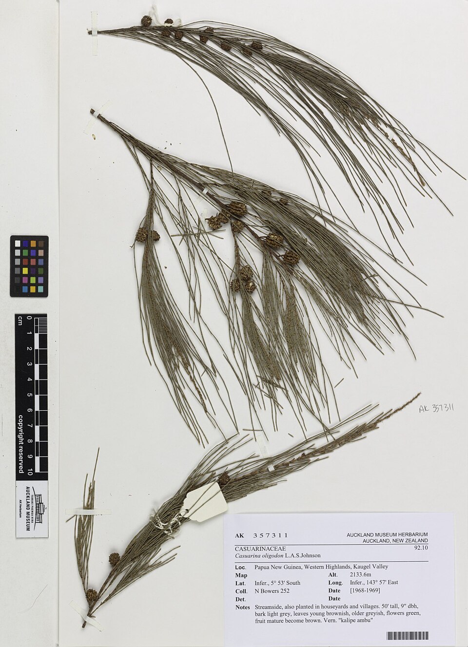 Casuarina oligodon (Soft yar) — photo