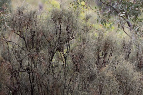 Casuarina stricta (Drooping sheoak) — photo