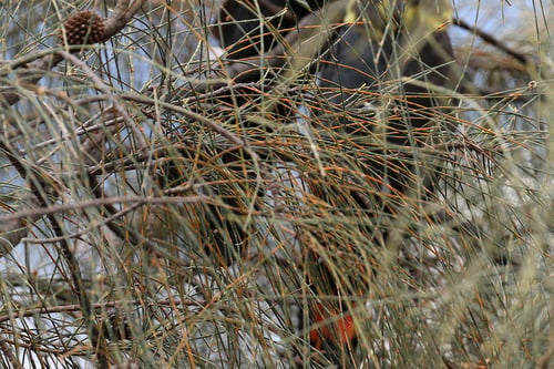 Casuarina stricta (Drooping sheoak) — photo