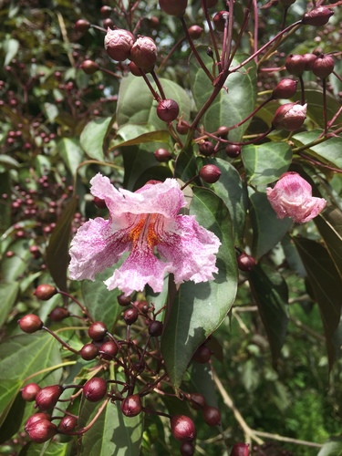 Catalpa bungei (Quishu) — photo