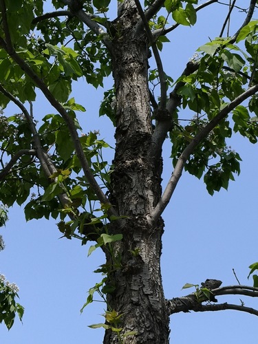 Catalpa bungei (Quishu) — photo
