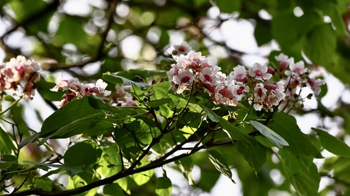 Catalpa fargesii — photo
