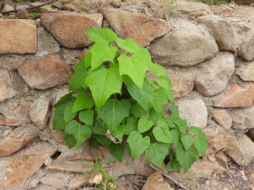 Catalpa fargesii — photo