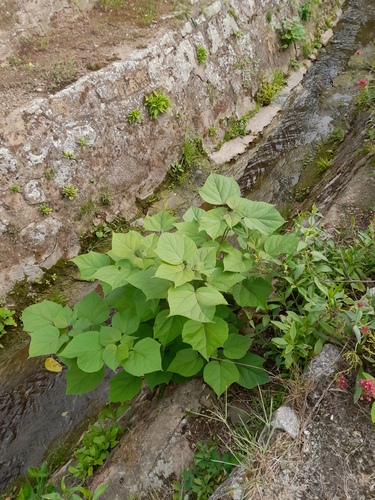 Catalpa ovata (Chinese catalpa) — photo