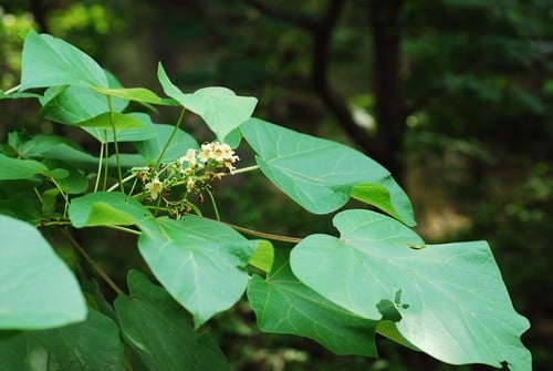 Bignoniaceae