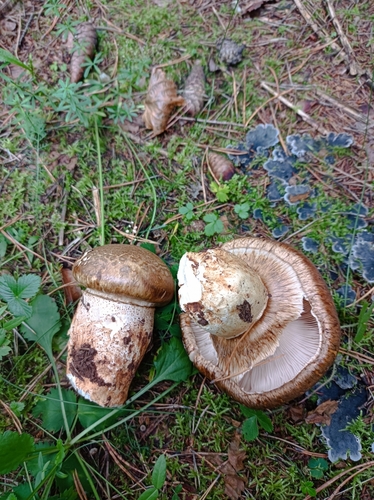 Catathelasma imperiale (Imperial cap) — photo